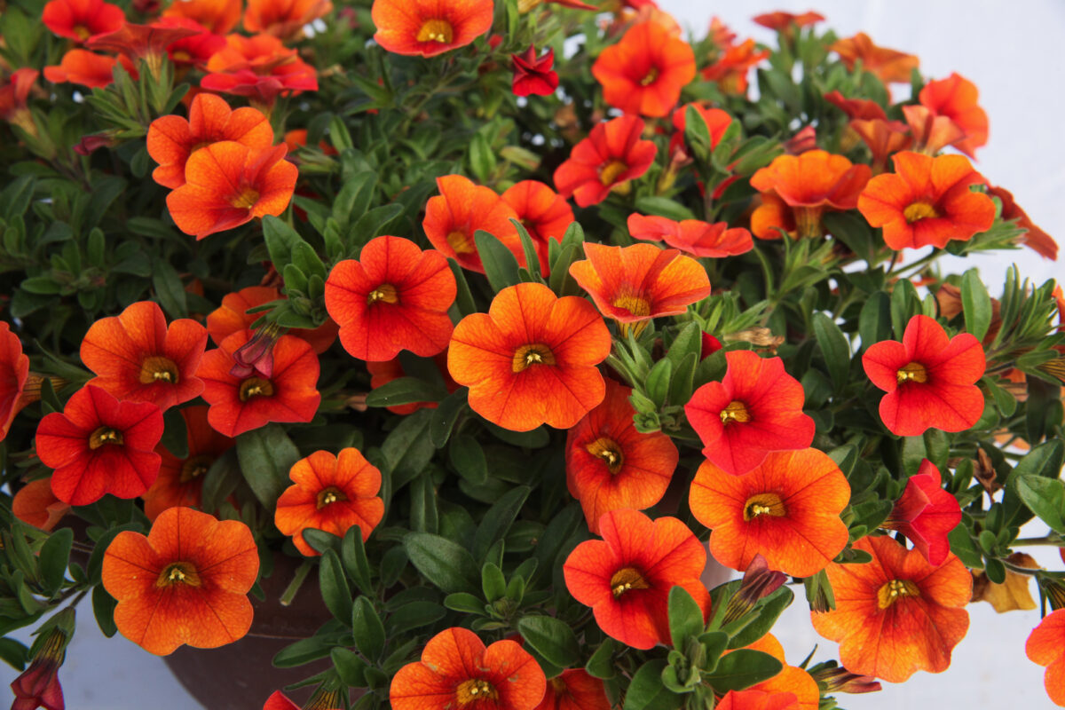 Colibri™ Orange