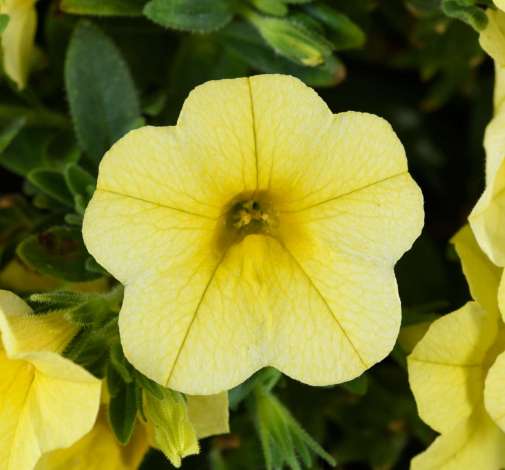 Colibri™ Lemon