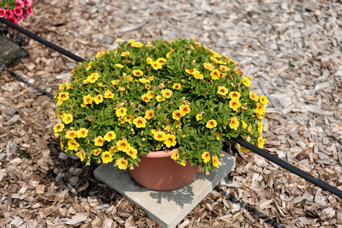 Colibri™ Mellow Yellow