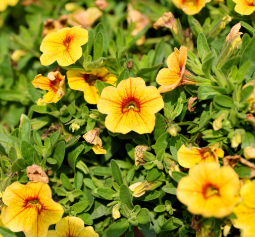 Colibri™ Mellow Yellow