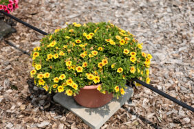 Colibri™ Mellow Yellow