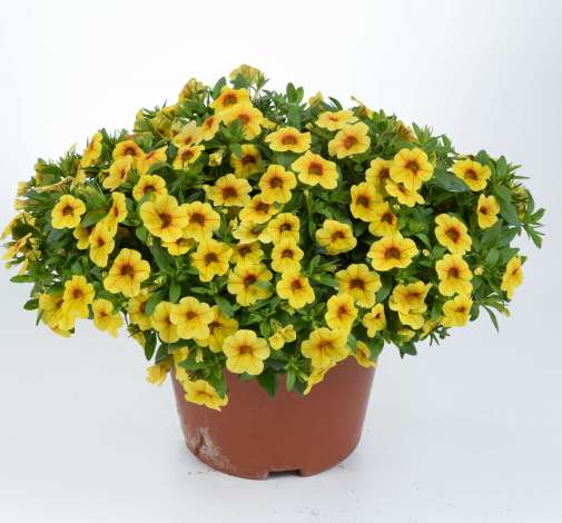 Colibri™ Mellow Yellow