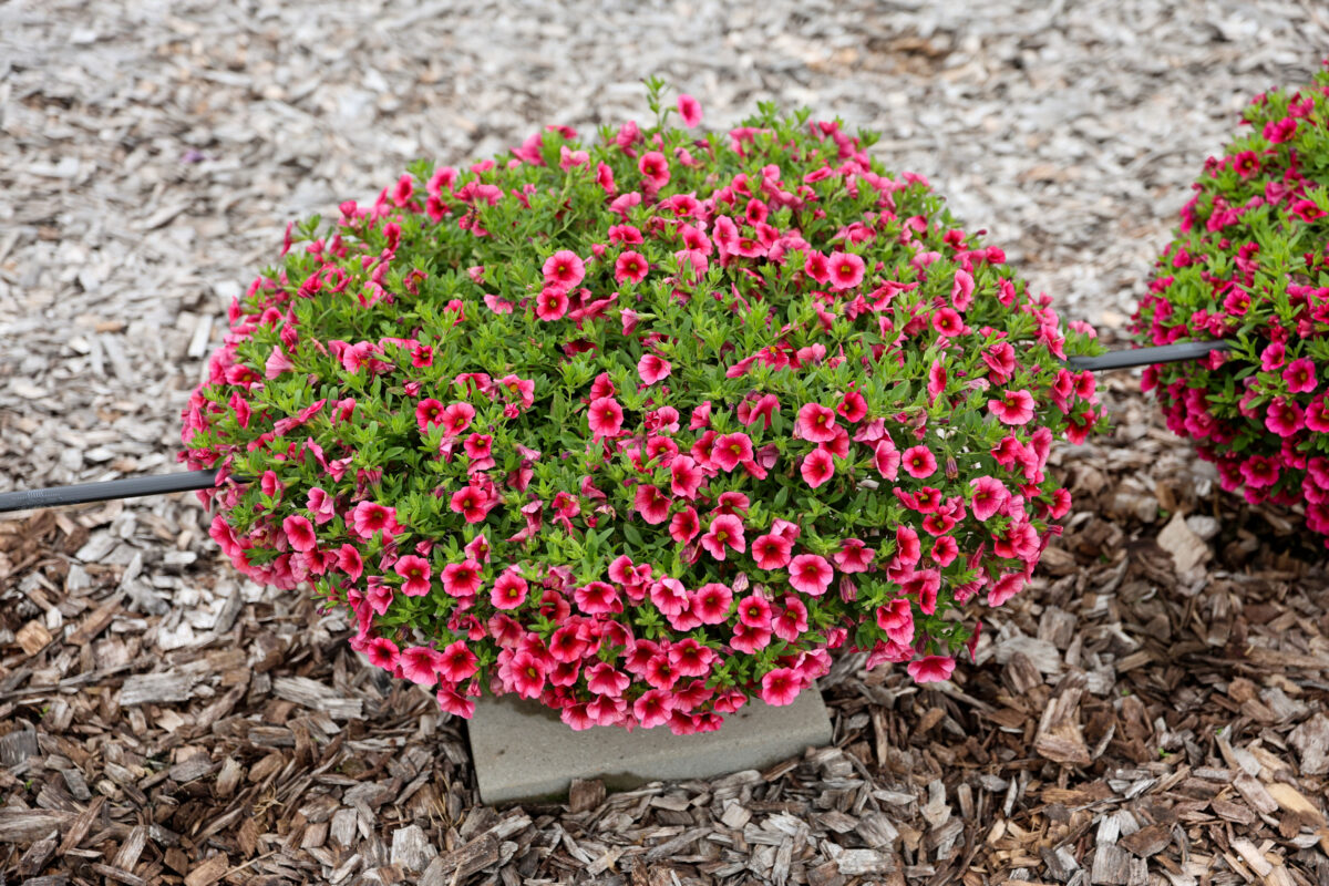 Colibri™ Malibu Pink