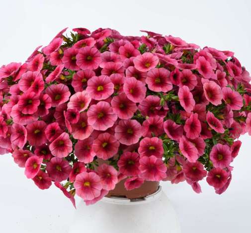 Colibri™ Malibu Pink