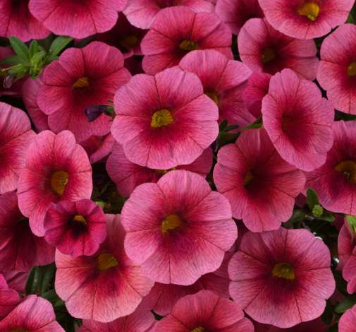 Colibri™ Malibu Pink