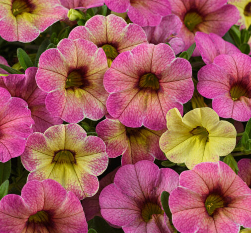 Ombre™ Pink