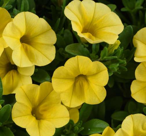 Colibri™ Yellow Canary