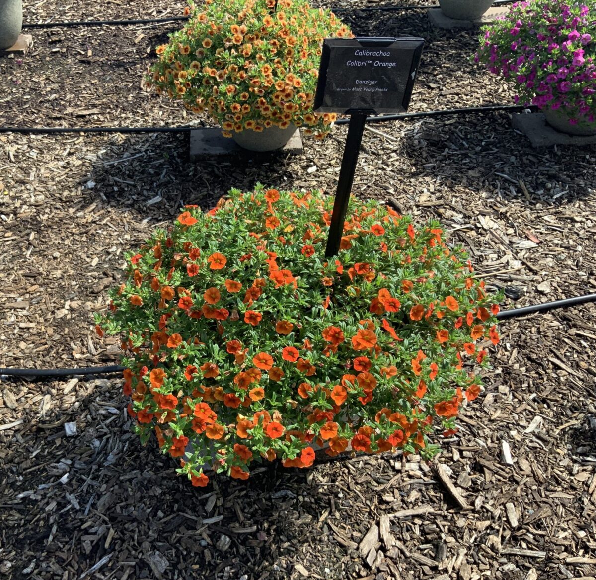Colibri™ Orange