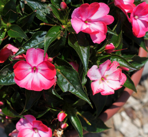 Hamony® Radiance™ Hot Pink