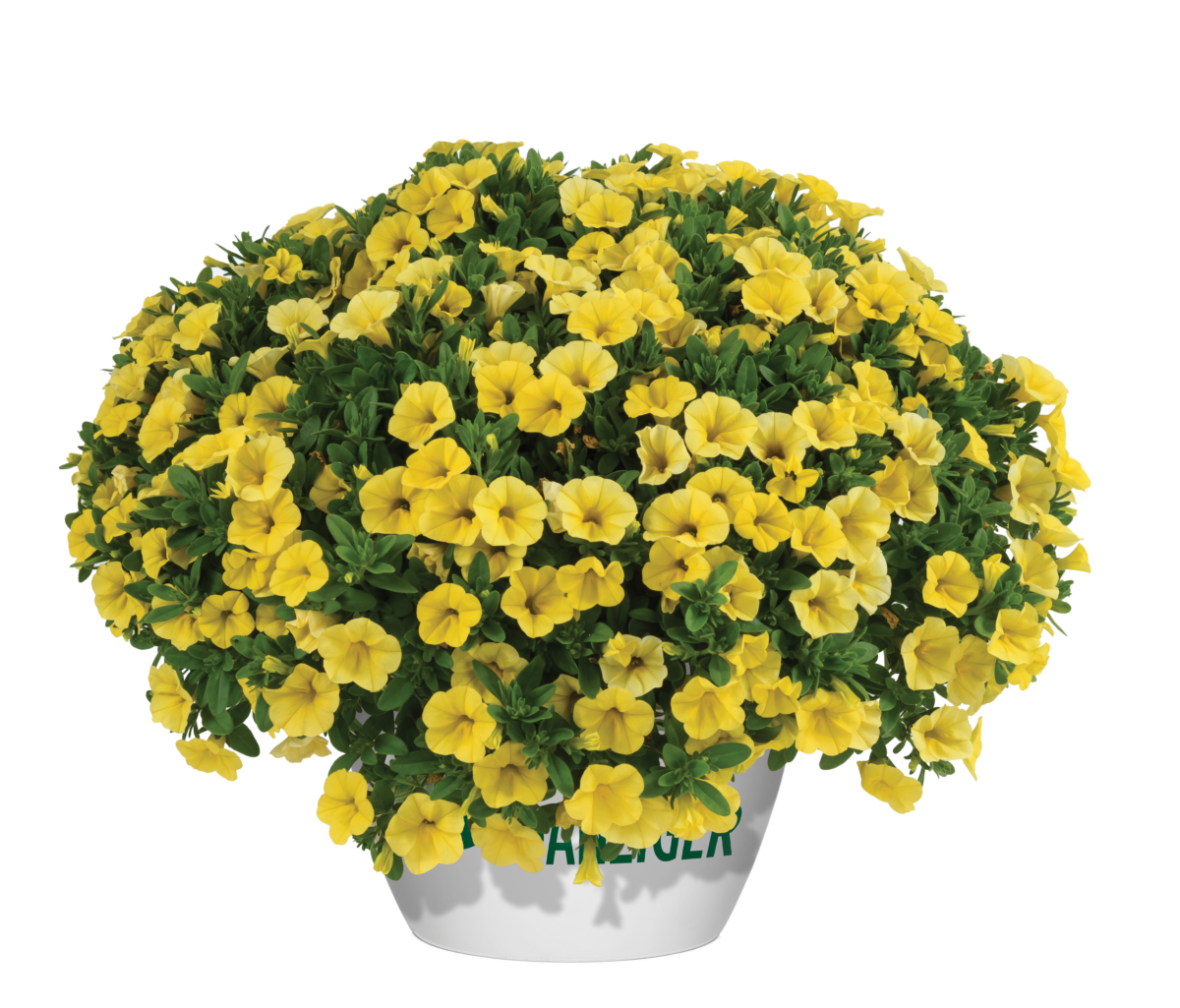 Colibri™ Yellow Canary