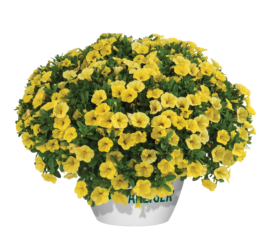 Colibri™ Yellow Canary