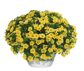 Colibri™ Yellow Canary
