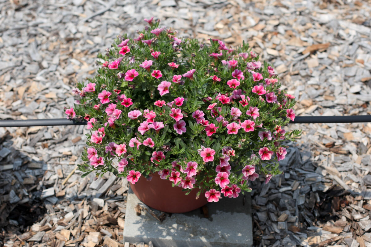 Colibri™ Cherry Lace
