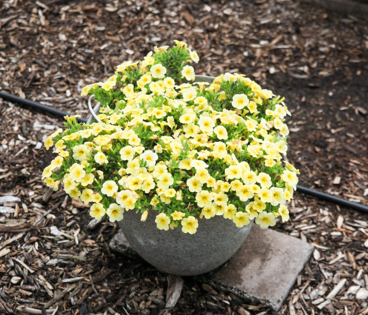 Colibri™ Lemon