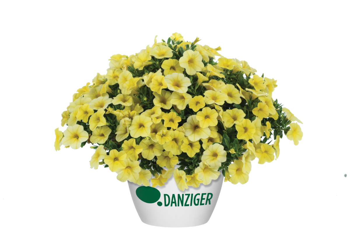 Colibri™ Lemon