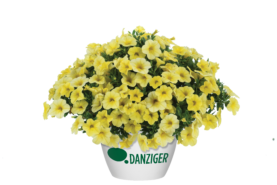 Colibri™ Lemon
