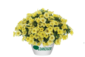 Colibri™ Lemon