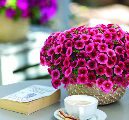 Colibri™ Malibu Pink