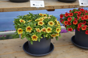 Colibri™ Mellow Yellow