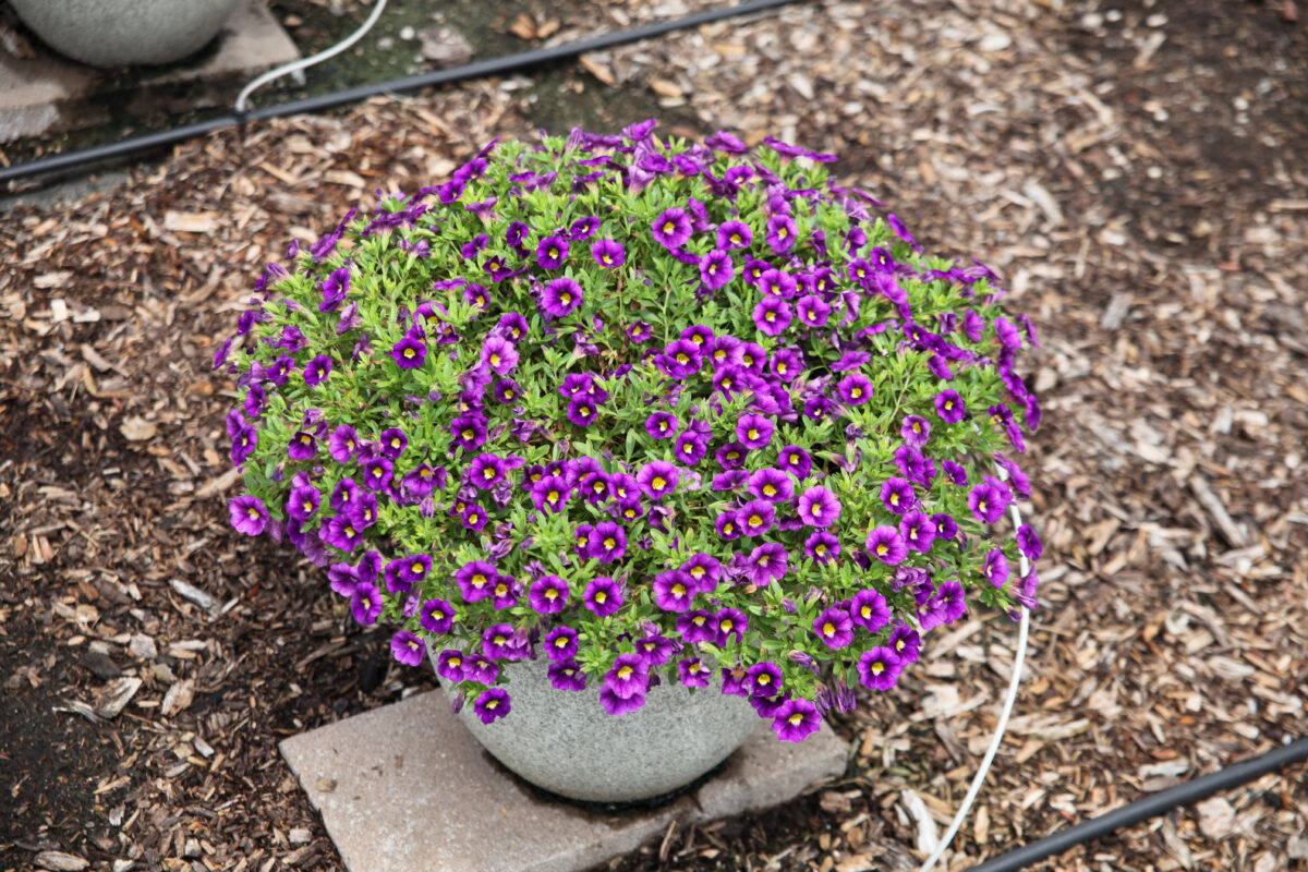 Colibri™ Plum