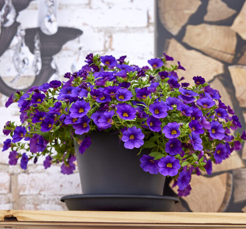 Colibri™ Plum