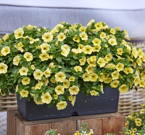 Colibri™ Lemon