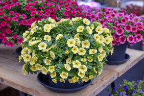 Colibri™ Lemon