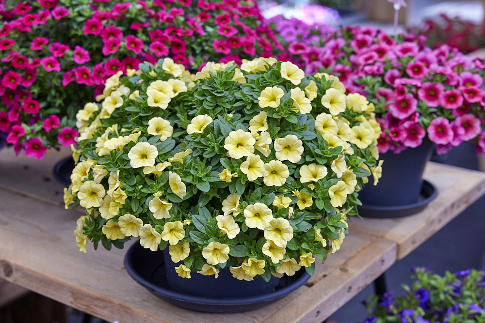 Colibri™ Lemon