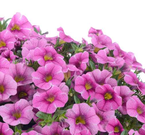 Colibri™ Pink Lace