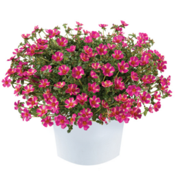 Campino™ Twist Pink