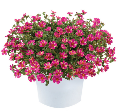 Campino™ Twist Pink