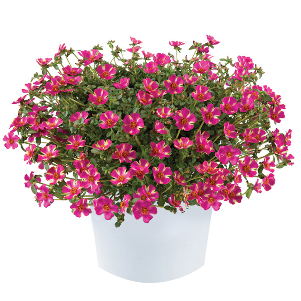 Campino™ Twist Pink