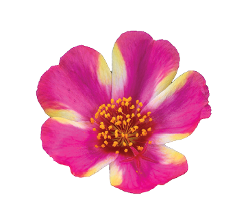 Campino™ Twist Pink