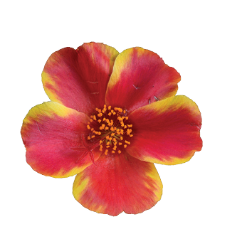 Campino™ Twist Red
