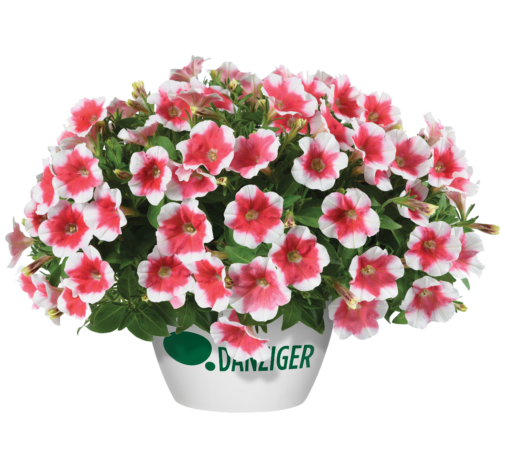 Capella™ Cherry Vanilla