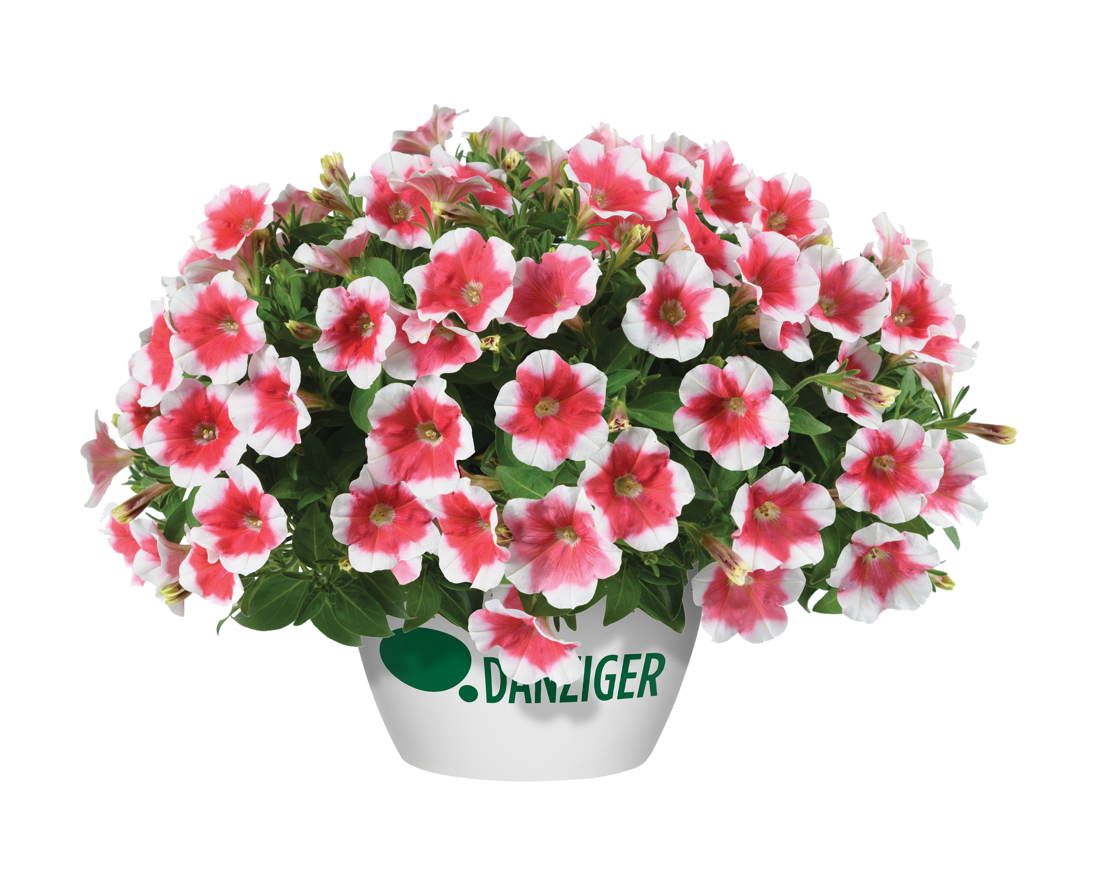 Capella™ Cherry Vanilla