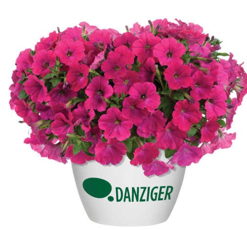 Capella™ Neon Pink