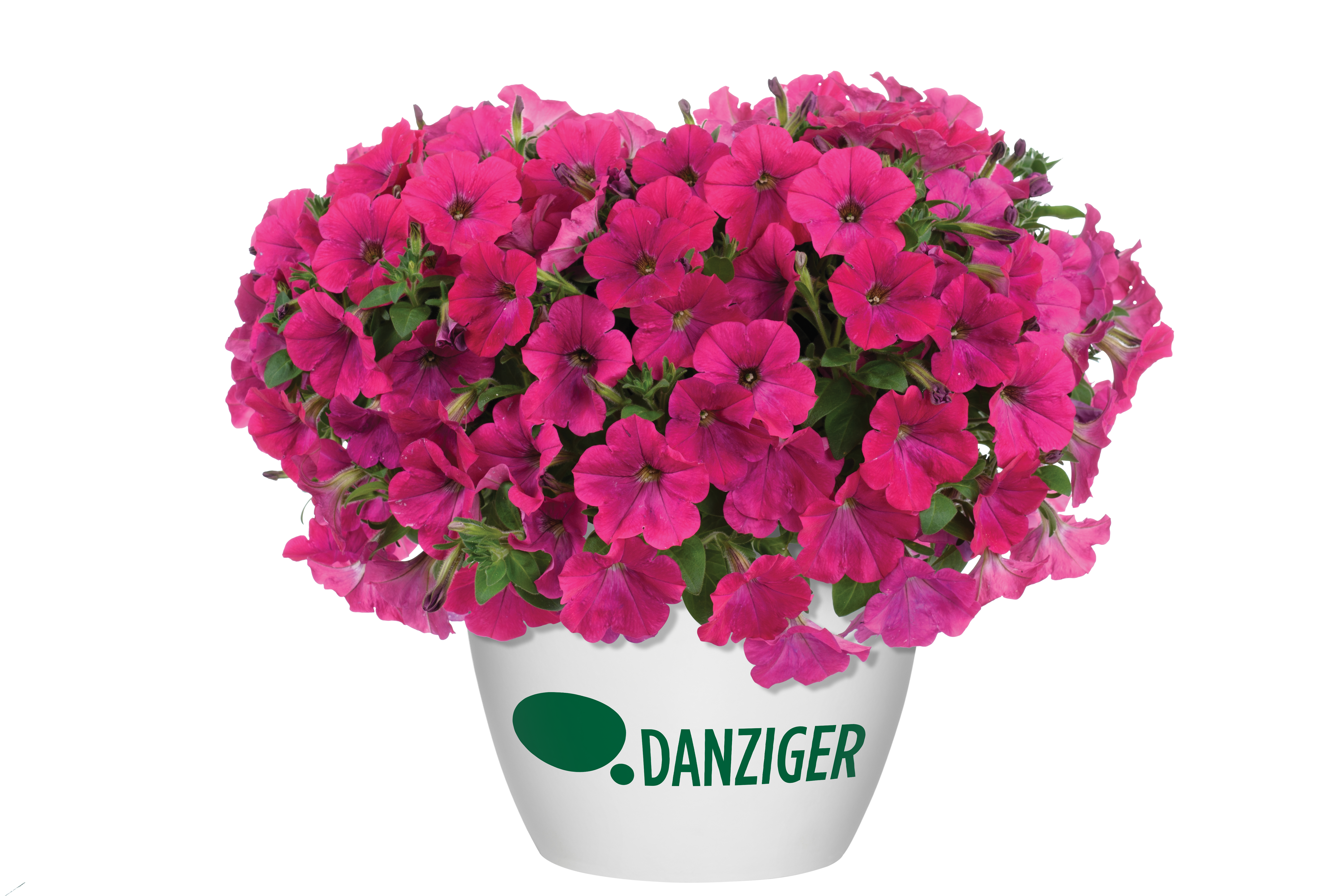 Capella™ Neon Pink
