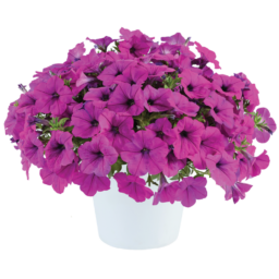 Capella™ Purple