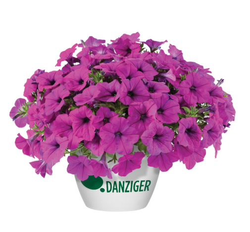Capella™ Purple