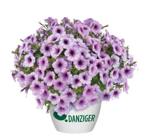 Capella™ Purple Veins