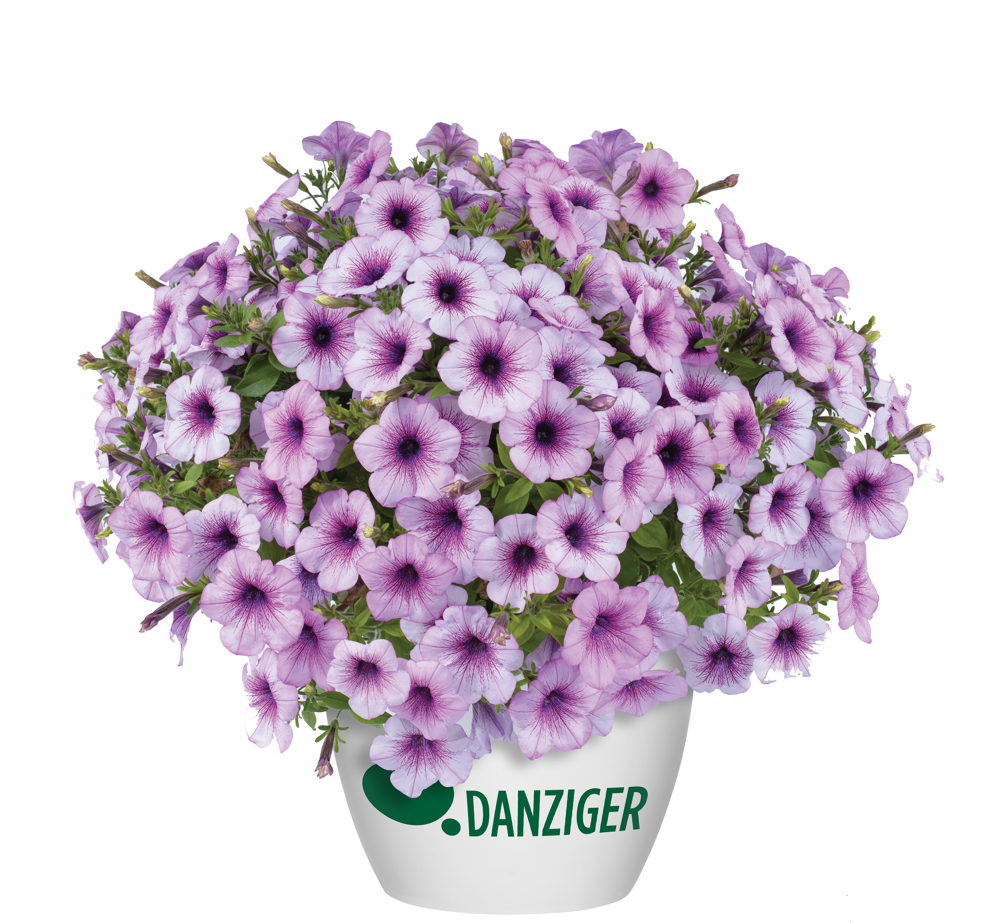 Capella™ Purple Veins