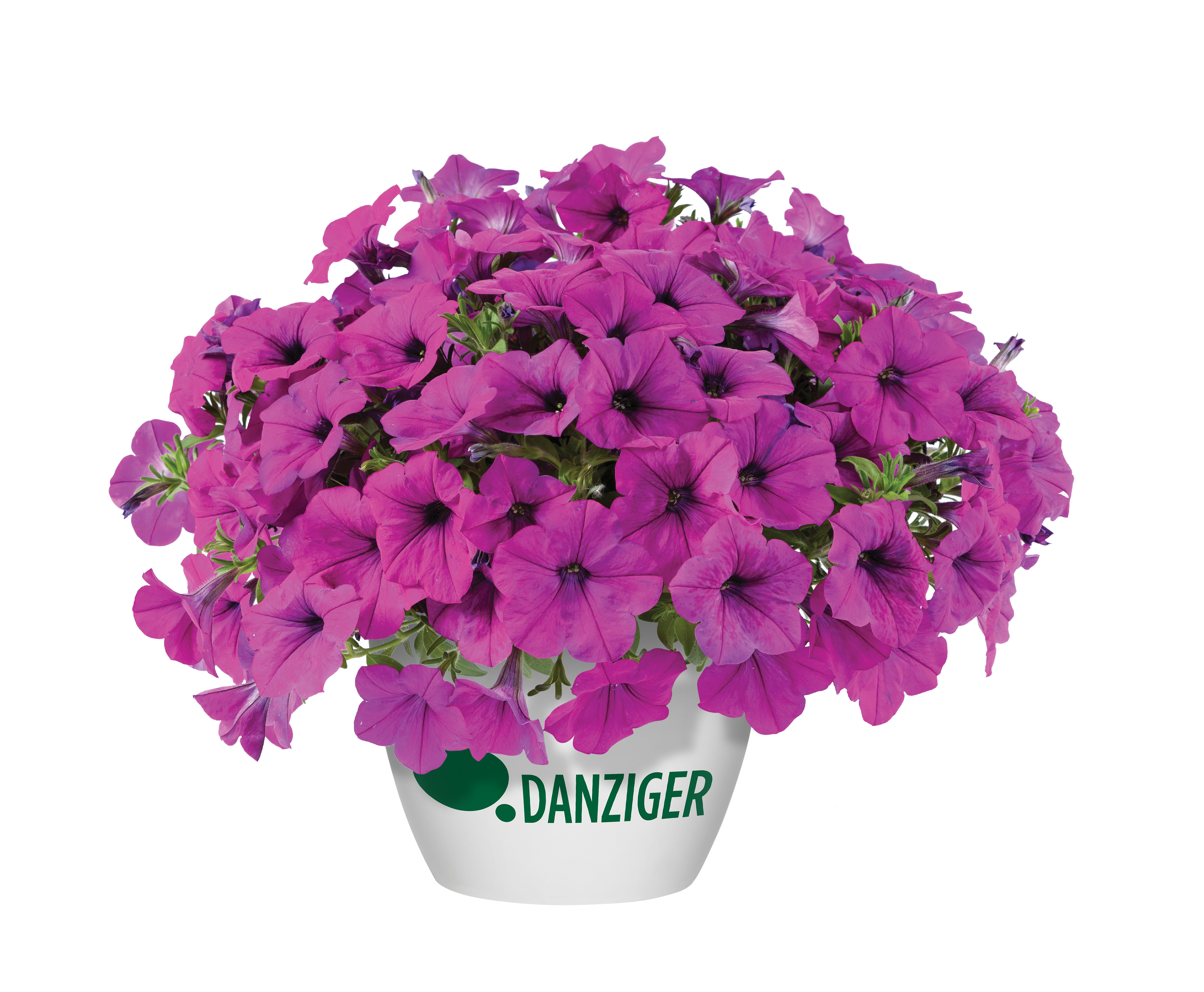 Capella™ Purple