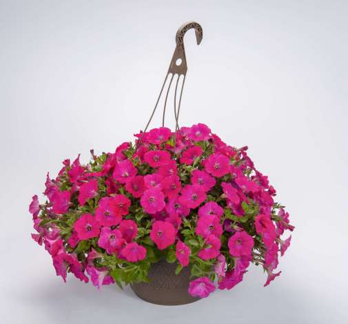 Capella™ Neon Pink