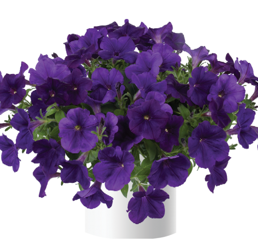 Capella™ Indigo