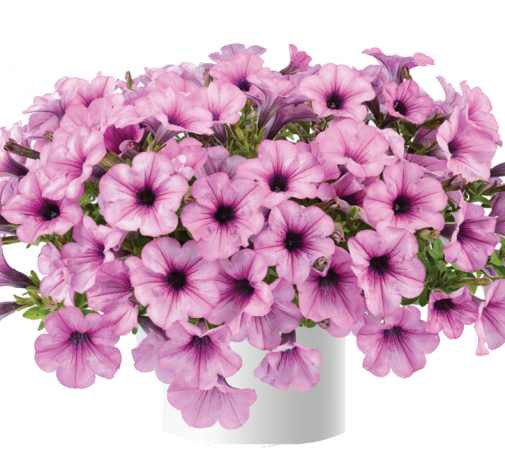 Capella™ Pink Lace