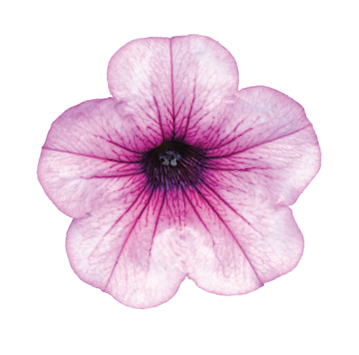 Capella™ Pink Lace