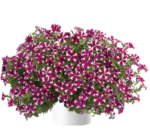 Cascadias™ Bicolor Cabernet