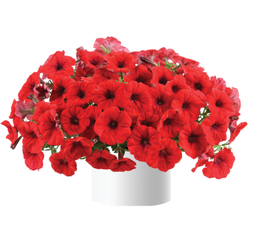 Cascadias™ Chili Red