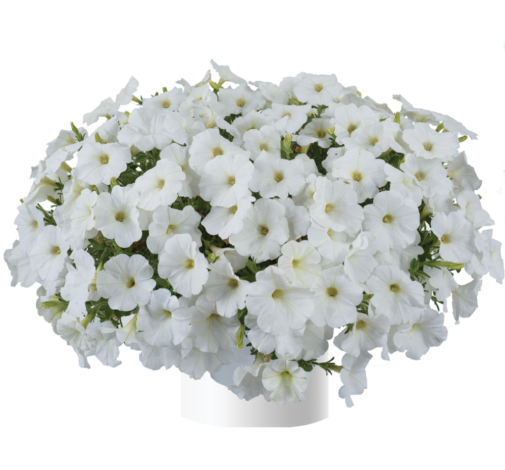 Cascadias™ Iceberg